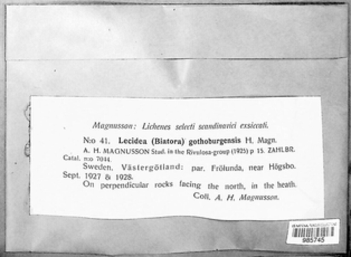 Fuscidea gothoburgensis image